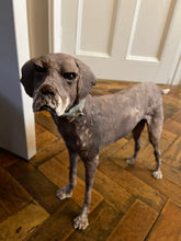Load image into Gallery viewer, &#39;Short Haired&#39; German Pointer - Handmade Ceramic Sculpture
