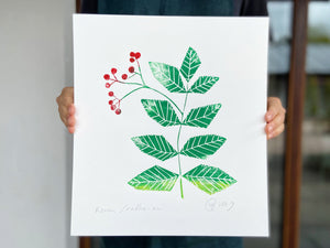 Rowan / Mountain Ash - The Pear in Paper