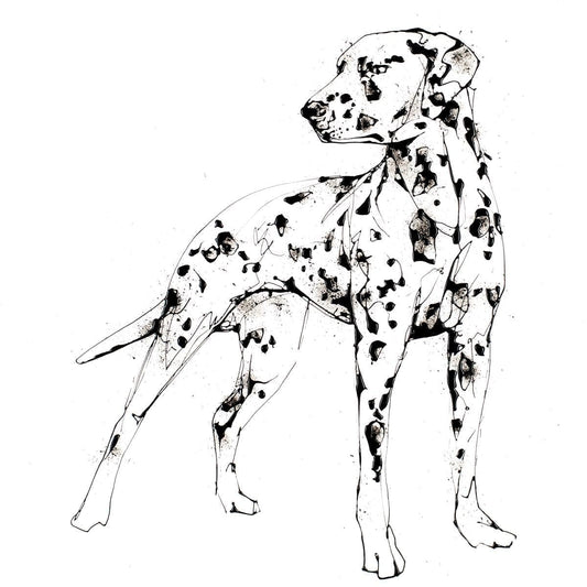 Spots (Dalmatian) - Kathryn Callaghan