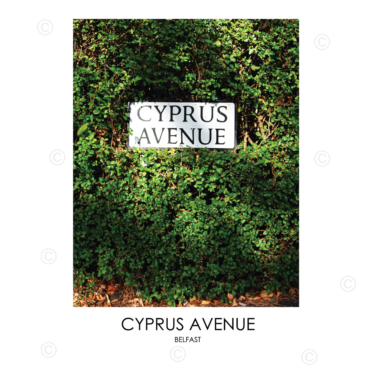 CYPRUS AVENUE BELFAST - Contemporary Photography Print from Northern Ireland