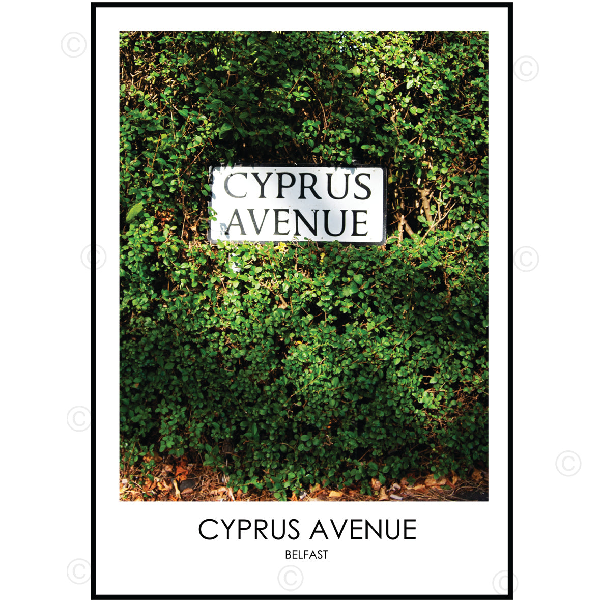 CYPRUS AVENUE BELFAST - Contemporary Photography Print from Northern Ireland