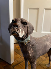 Load image into Gallery viewer, &#39;Short Haired&#39; German Pointer - Handmade Ceramic Sculpture
